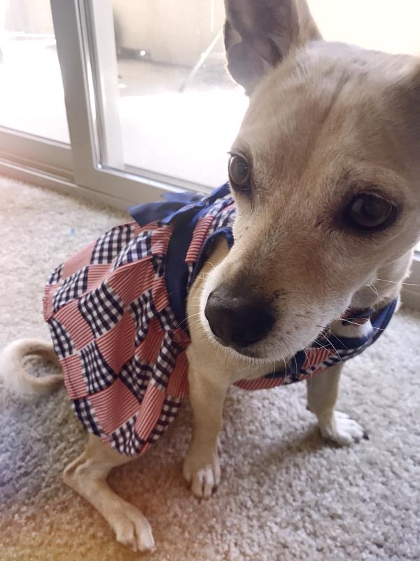 /Images/uploads/Humane Society of Utah/HSU2018/entries/4496thumb.jpg